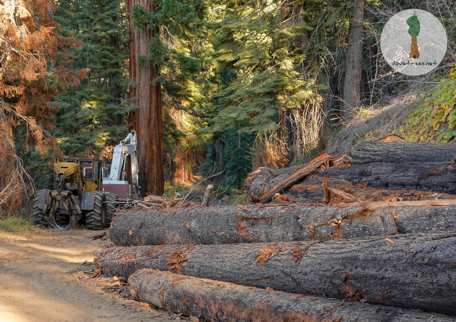 Save the Redwoods League Logging