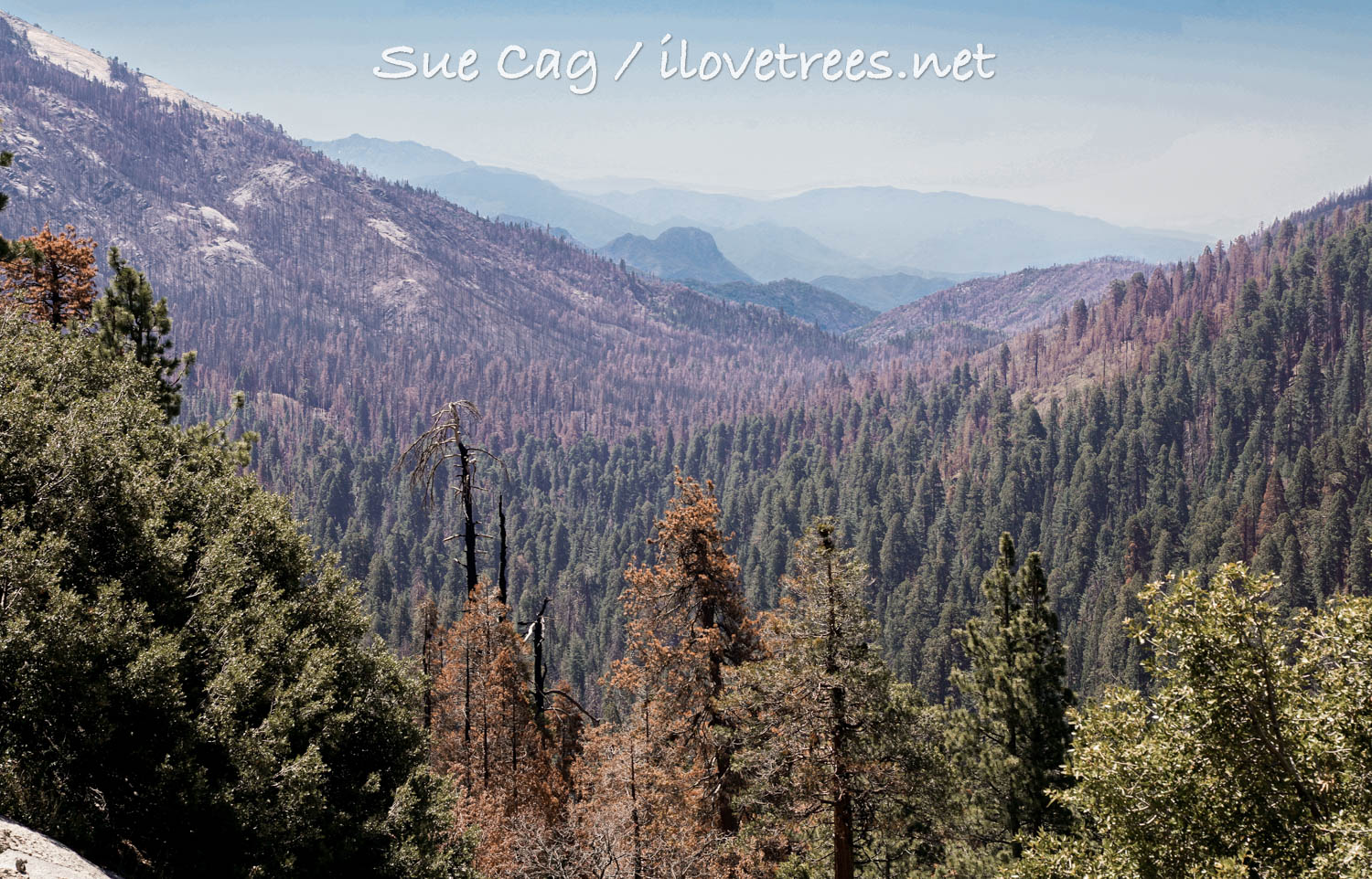 Redwood Mountain Grove after KNP