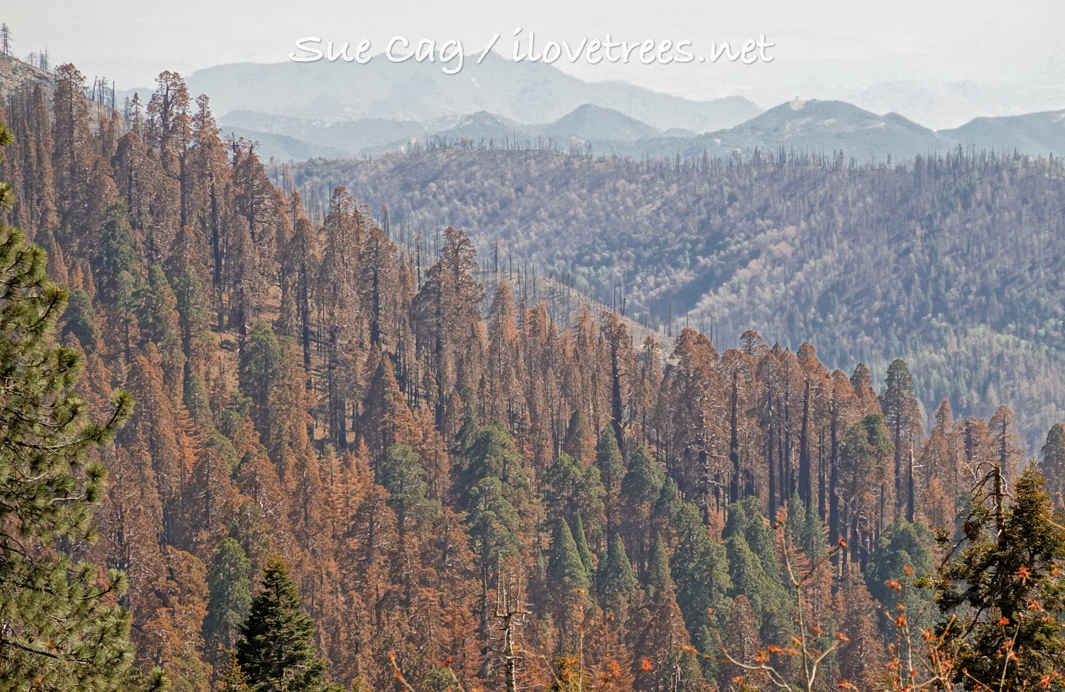 Redwood Mountain Grove after KNP