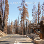 Sequoia National Park after KNP