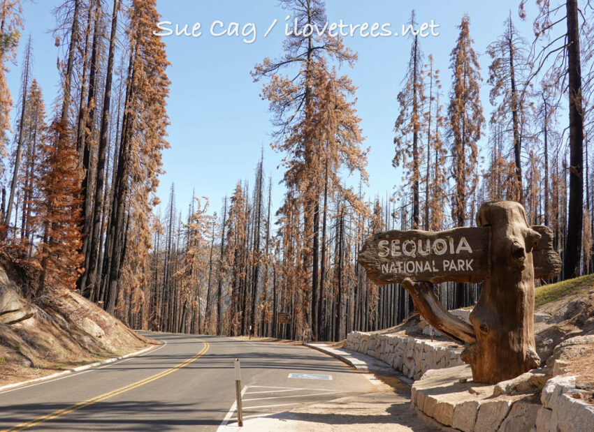 Sequoia National Park after KNP