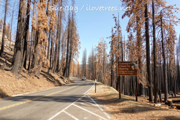 Sequoia National Park after KNP