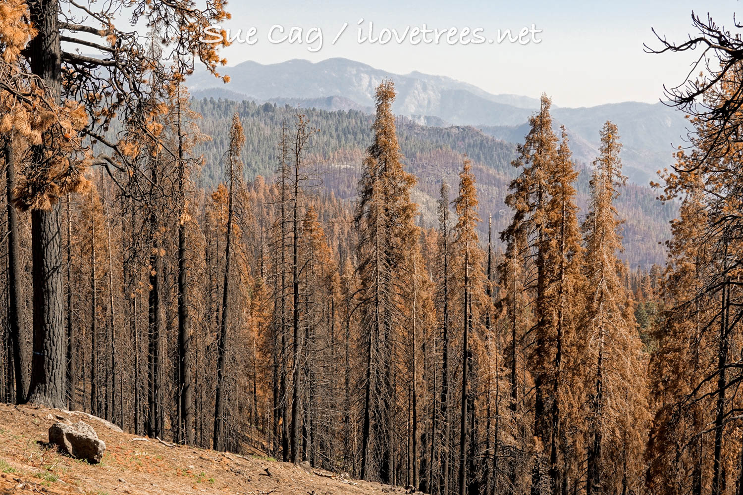 Giant Forest after KNP