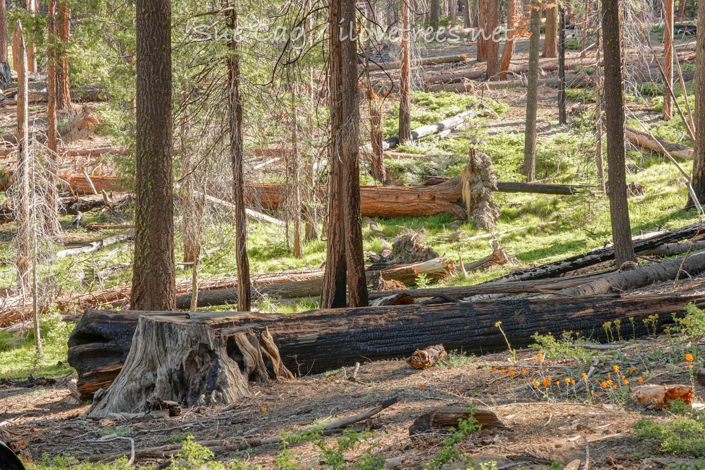 Mariposa Grove management