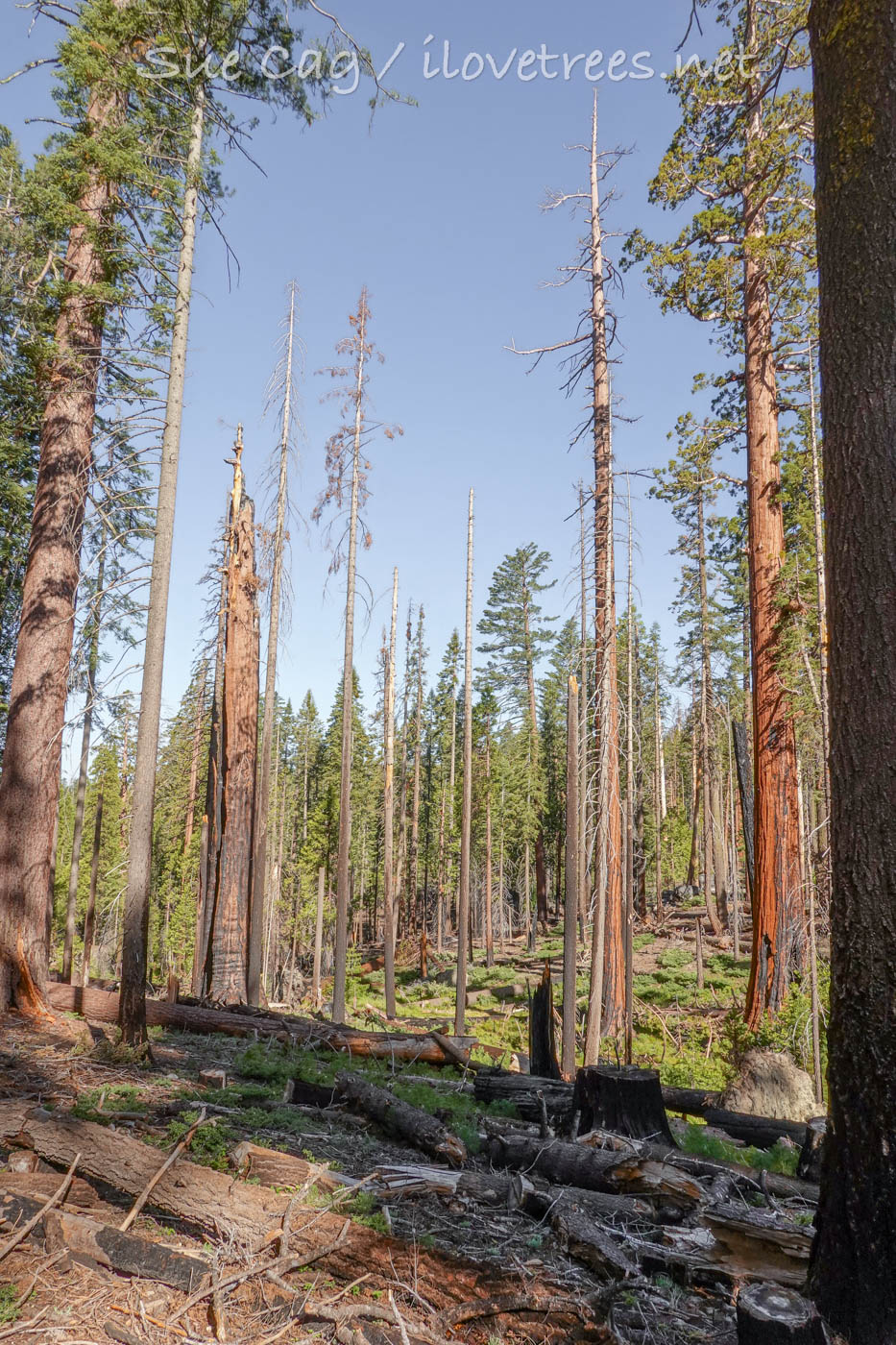 Mariposa Grove management