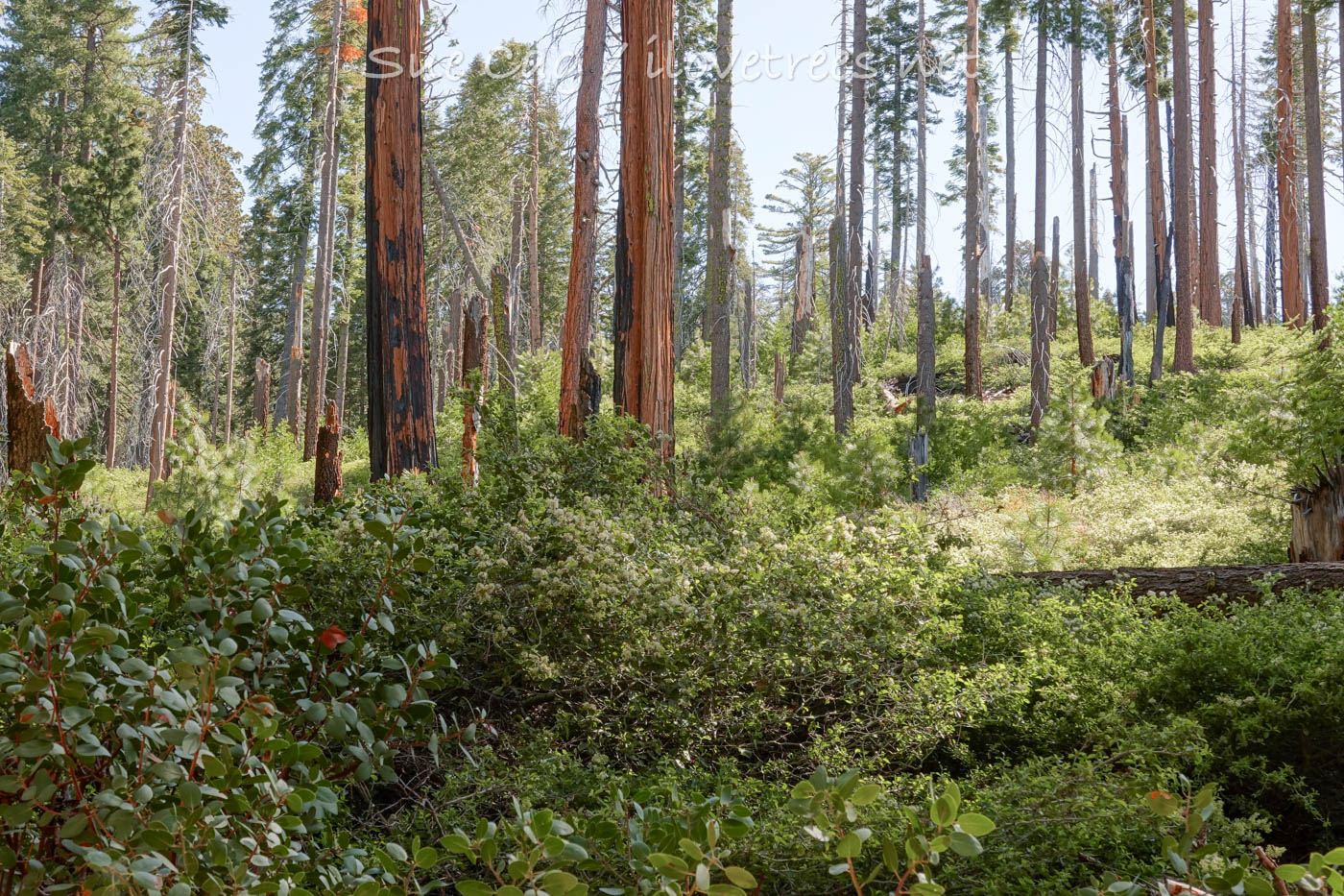 Mariposa Grove management