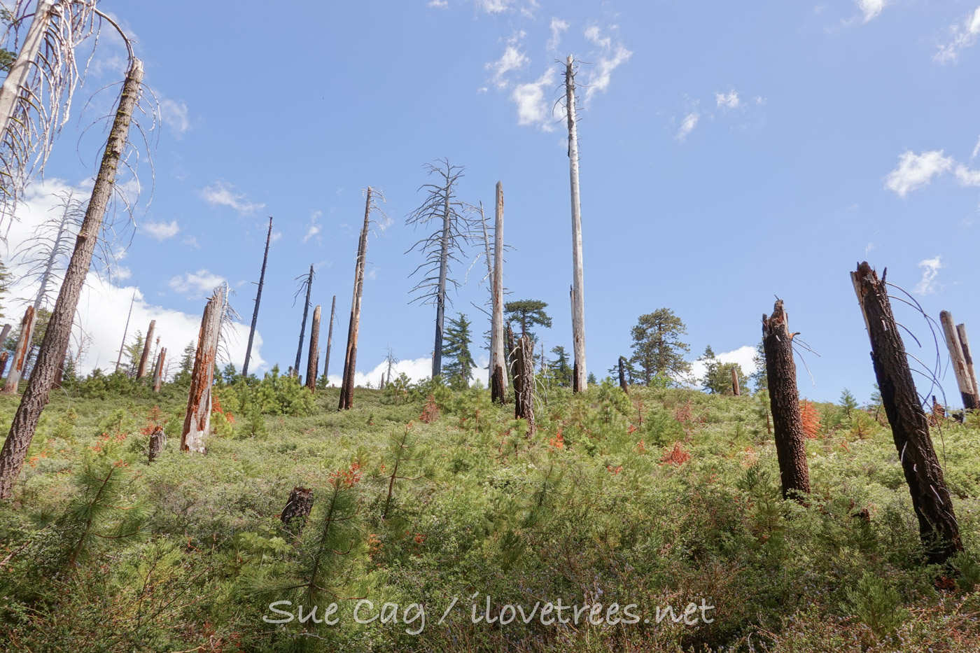 Mariposa Grove after management