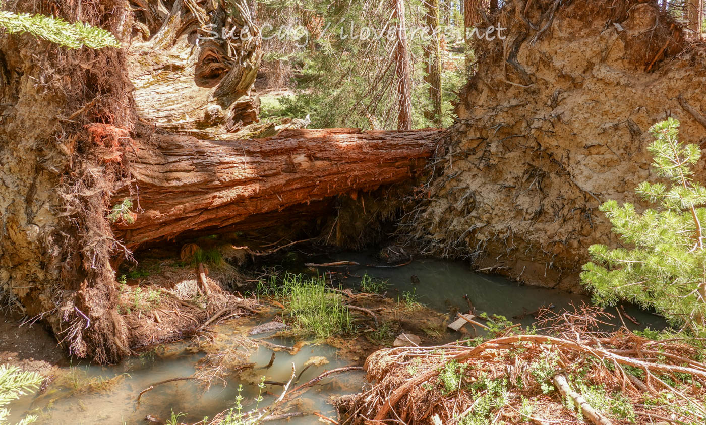 Mariposa Grove water accumulating under sequoias