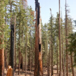 Mariposa Grove killed sequoia