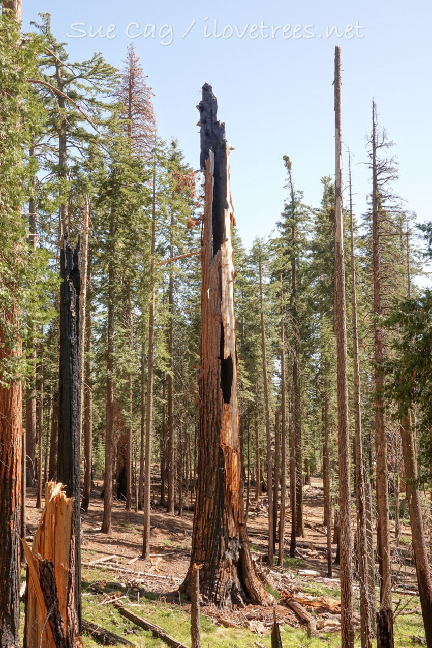 Mariposa Grove killed sequoia