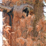 Spotted Owl in a Giant Sequoia