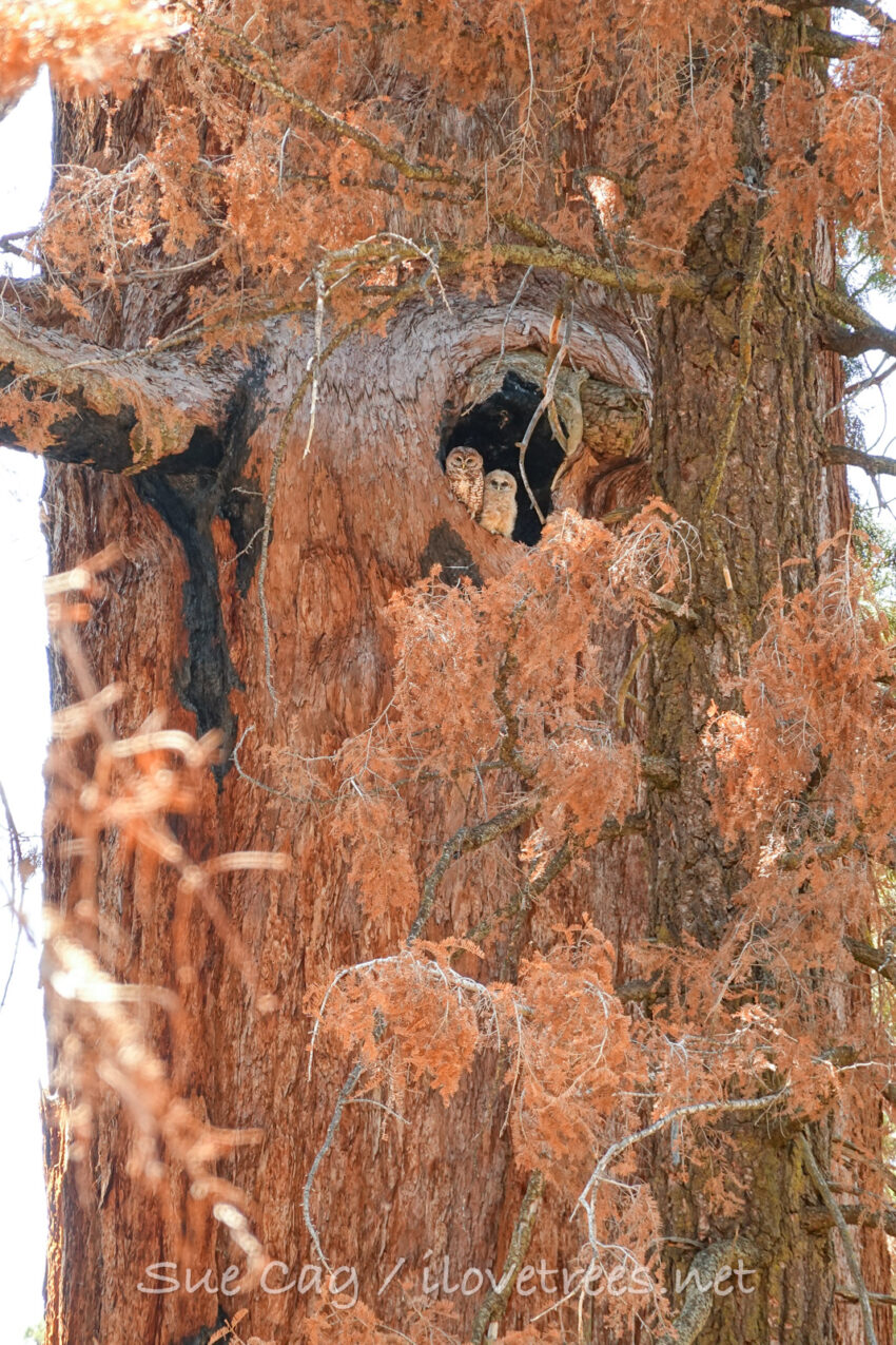 Spotted Owl in a Giant Sequoia