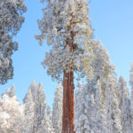 Sequoias in the Snow