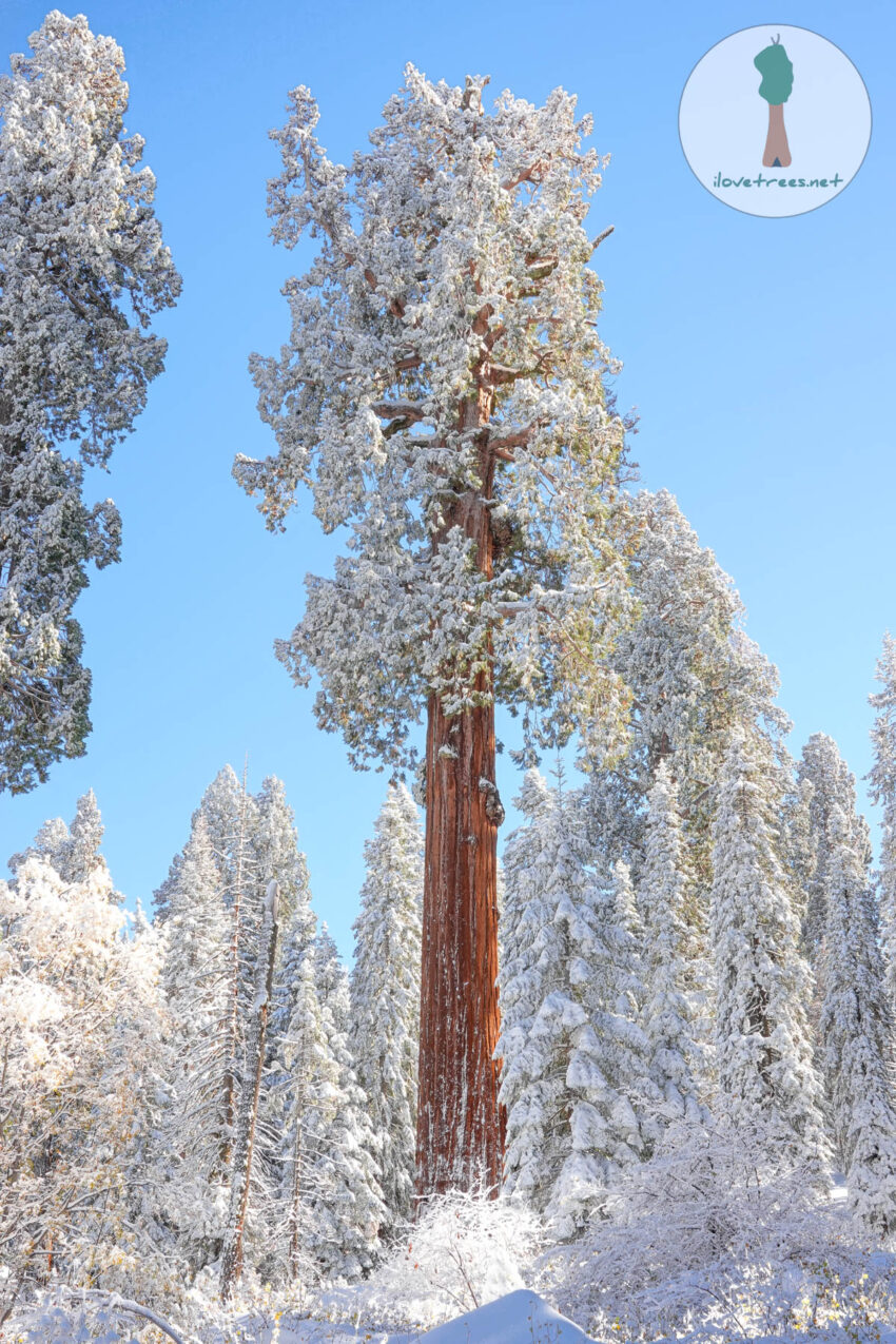 Sequoias in the Snow