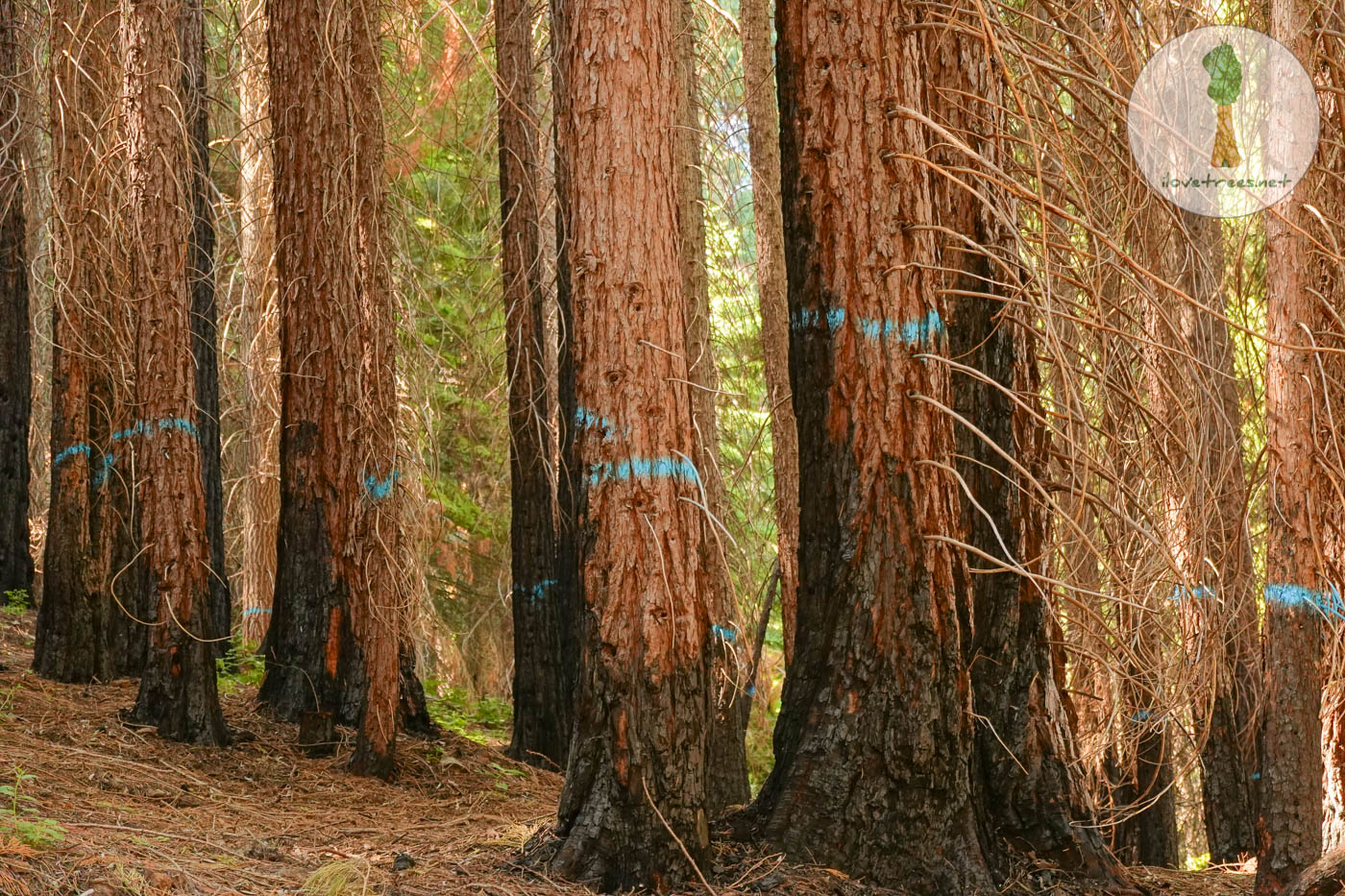 Save the Redwoods League Logging