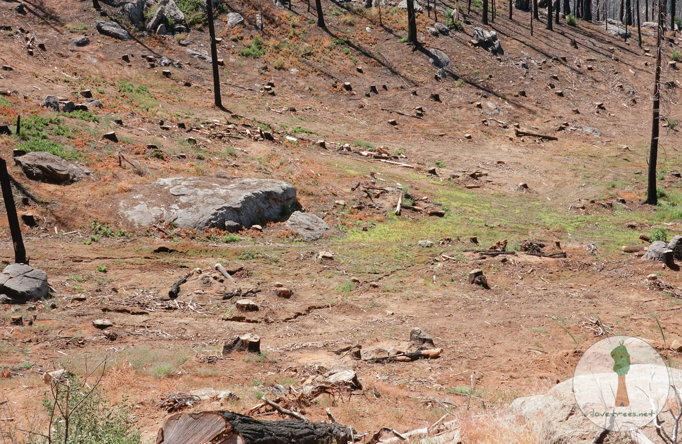 Save the Redwoods League Logging