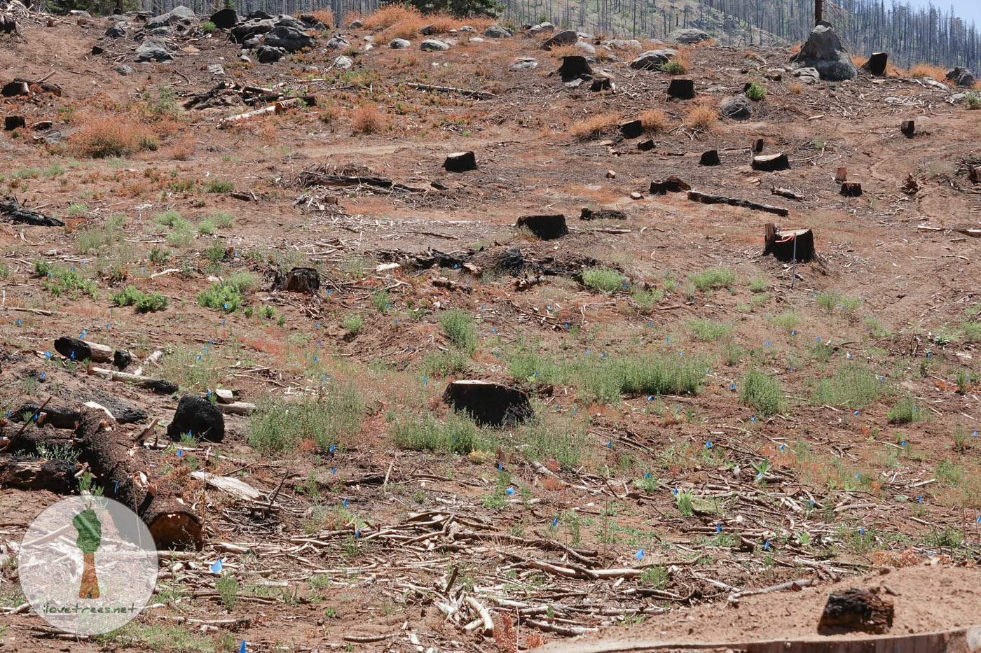 Save the Redwoods League Logging