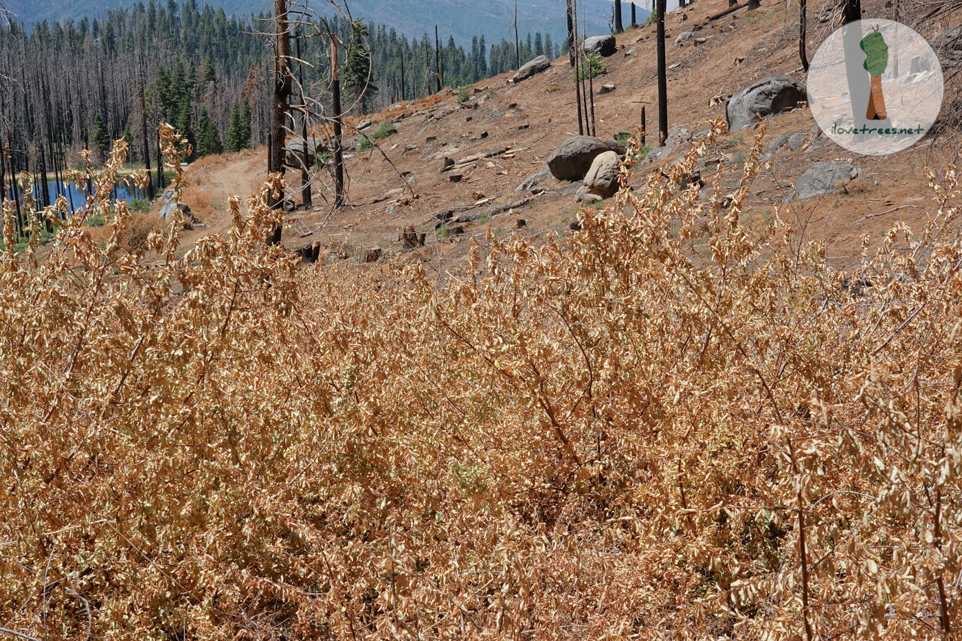 Save the Redwoods League Logging