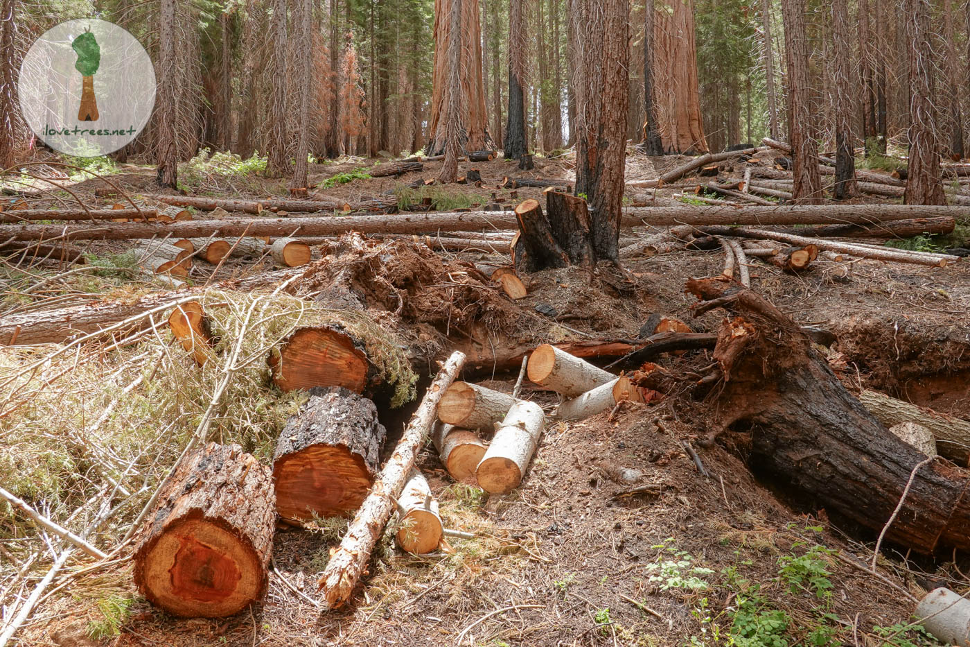 Save the Redwoods League Logging