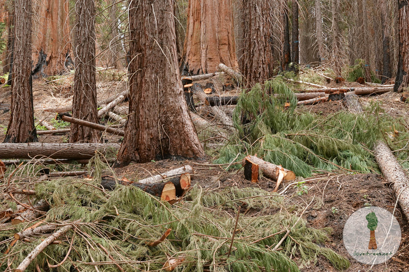 Save the Redwoods League Logging