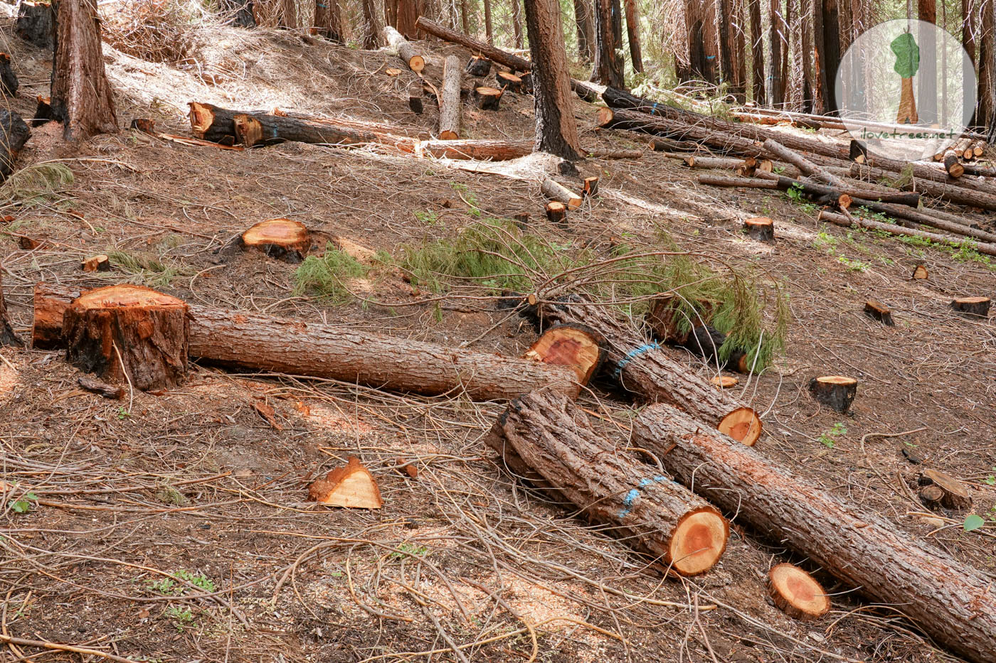 Save the Redwoods League Logging