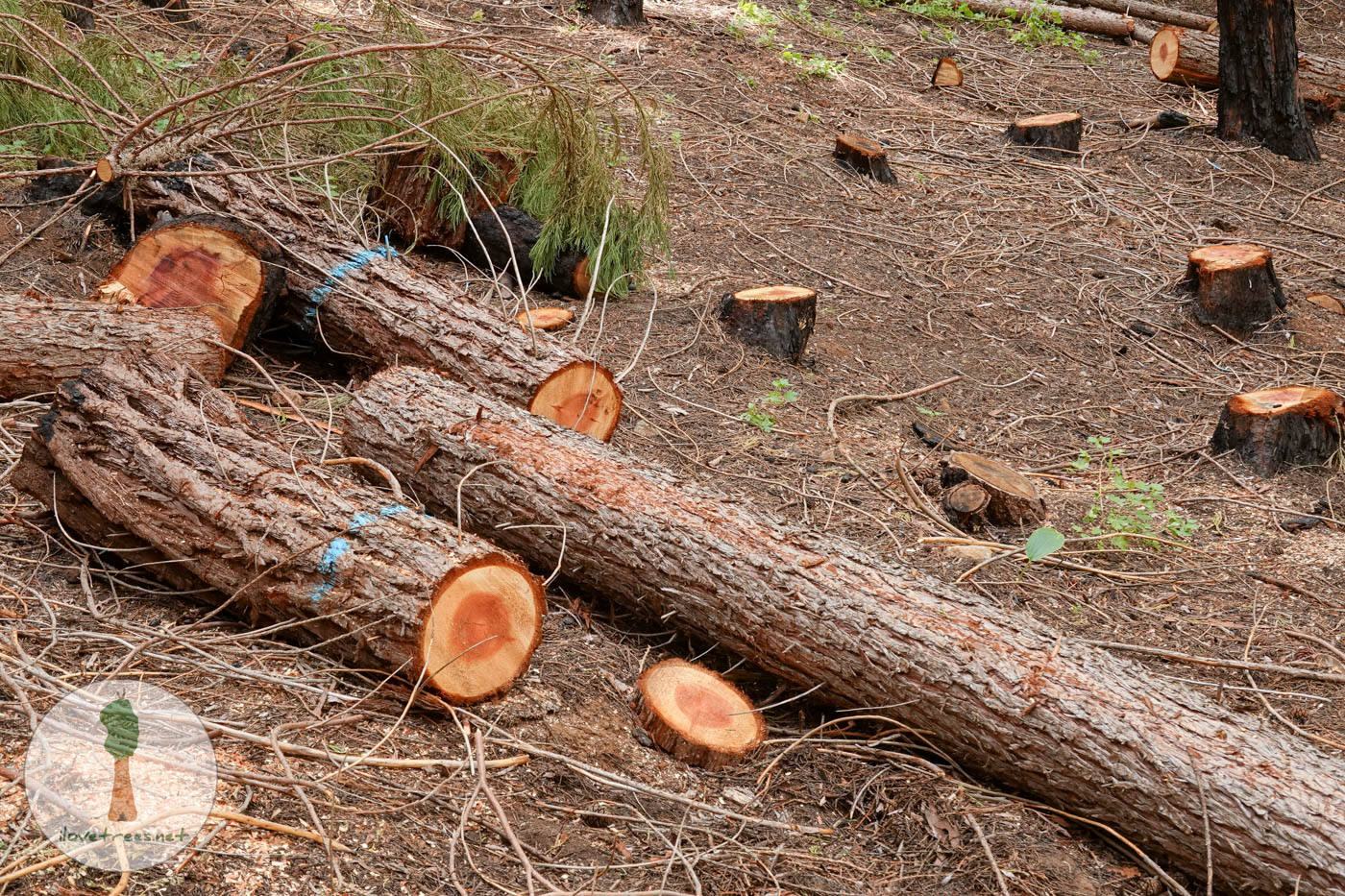 Save the Redwoods League Logging