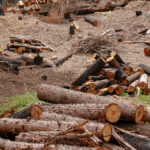 Save the Redwoods League Logging