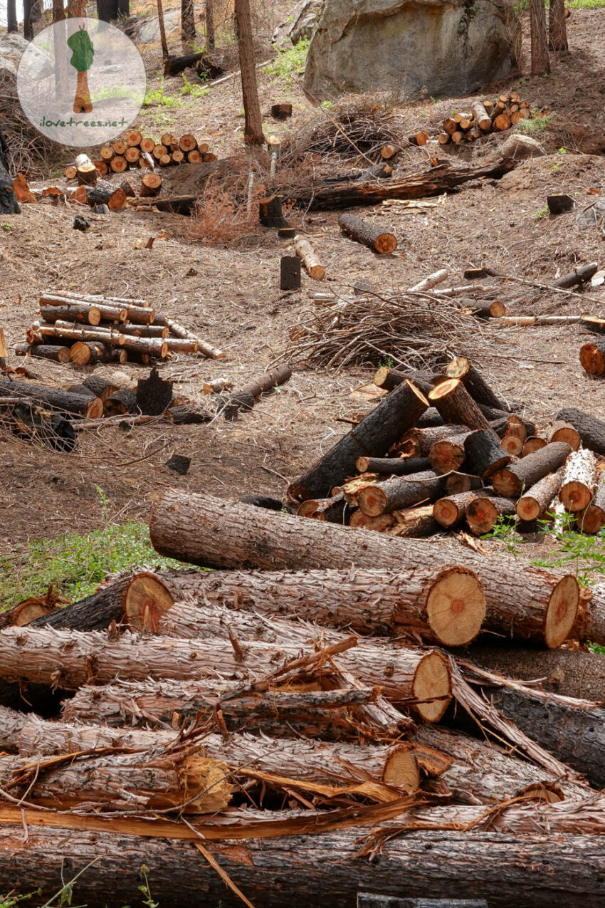 Save the Redwoods League Logging