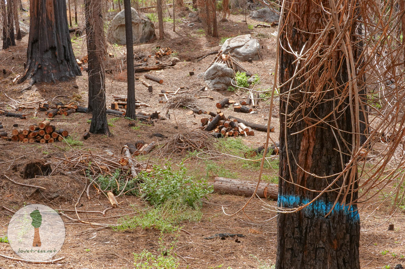 Save the Redwoods League Logging