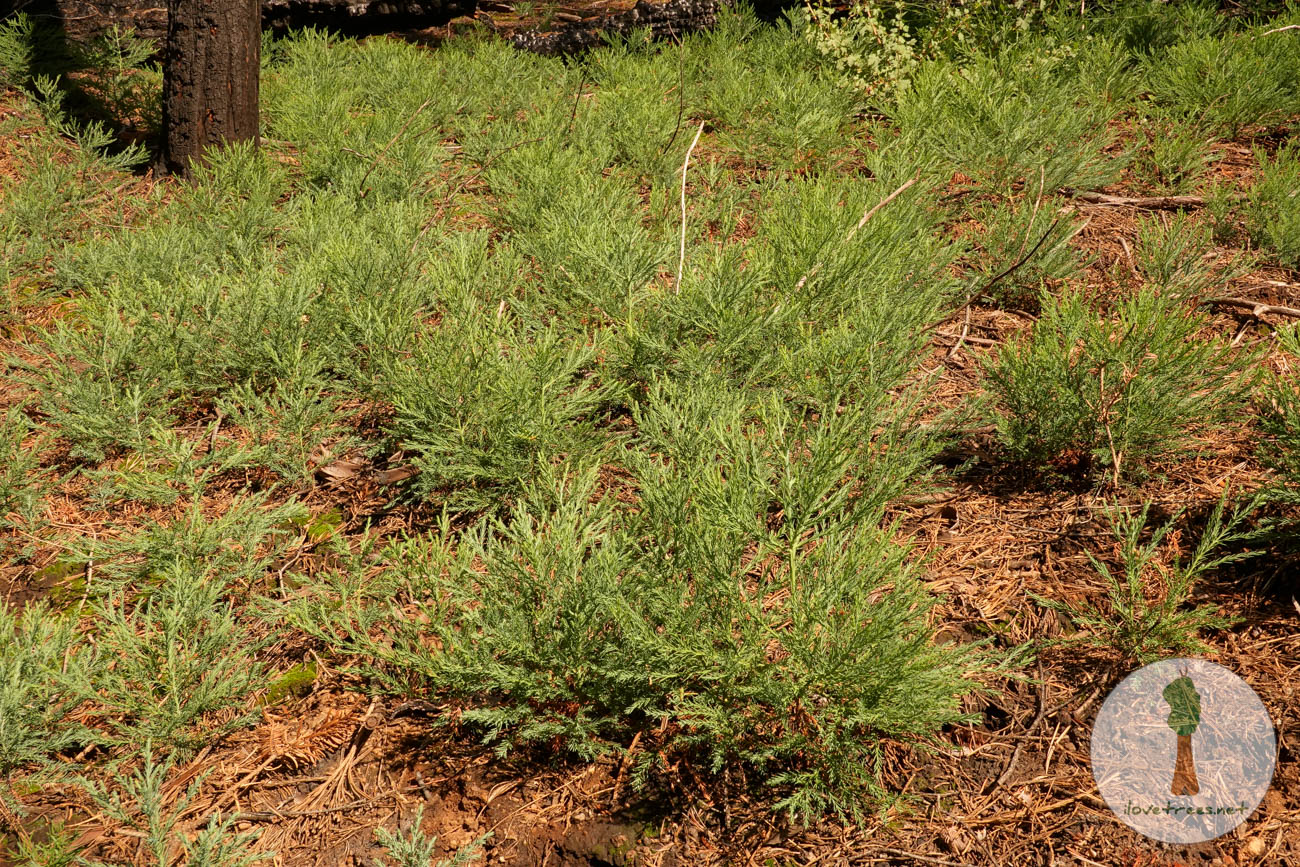 New Oriole Grove Sequoia Seedlings