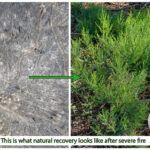 Sequoia Recovery, Not Restoration