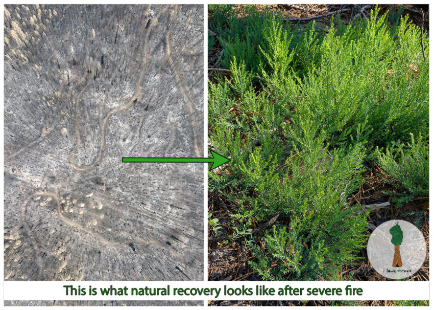 Sequoia Recovery, Not Restoration