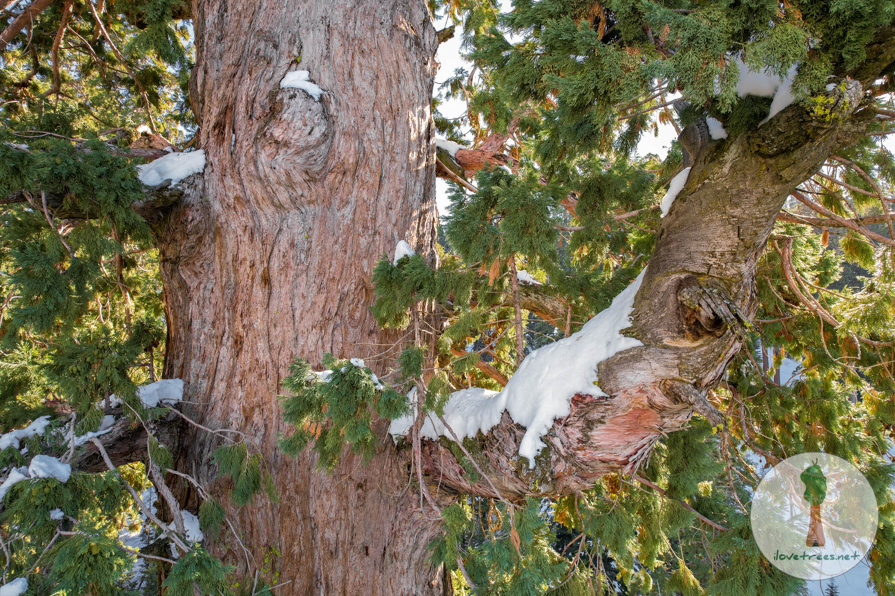 Sequoia Winter