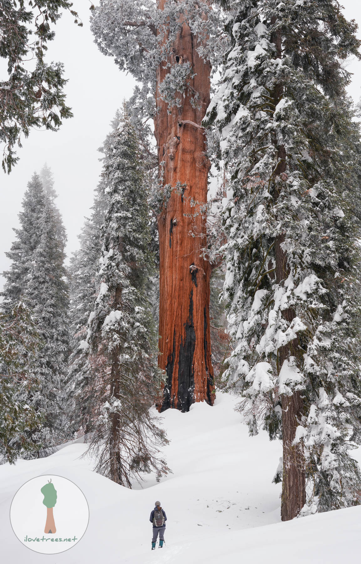 Sequoia Winter