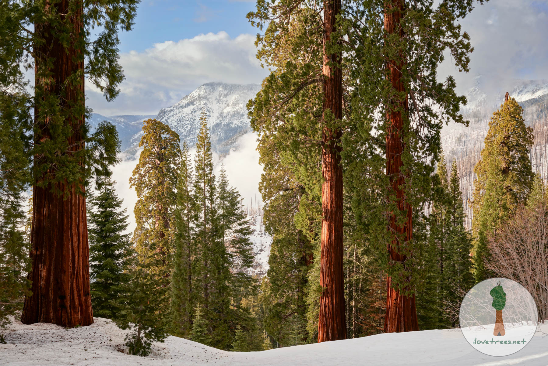 Sequoia Winter