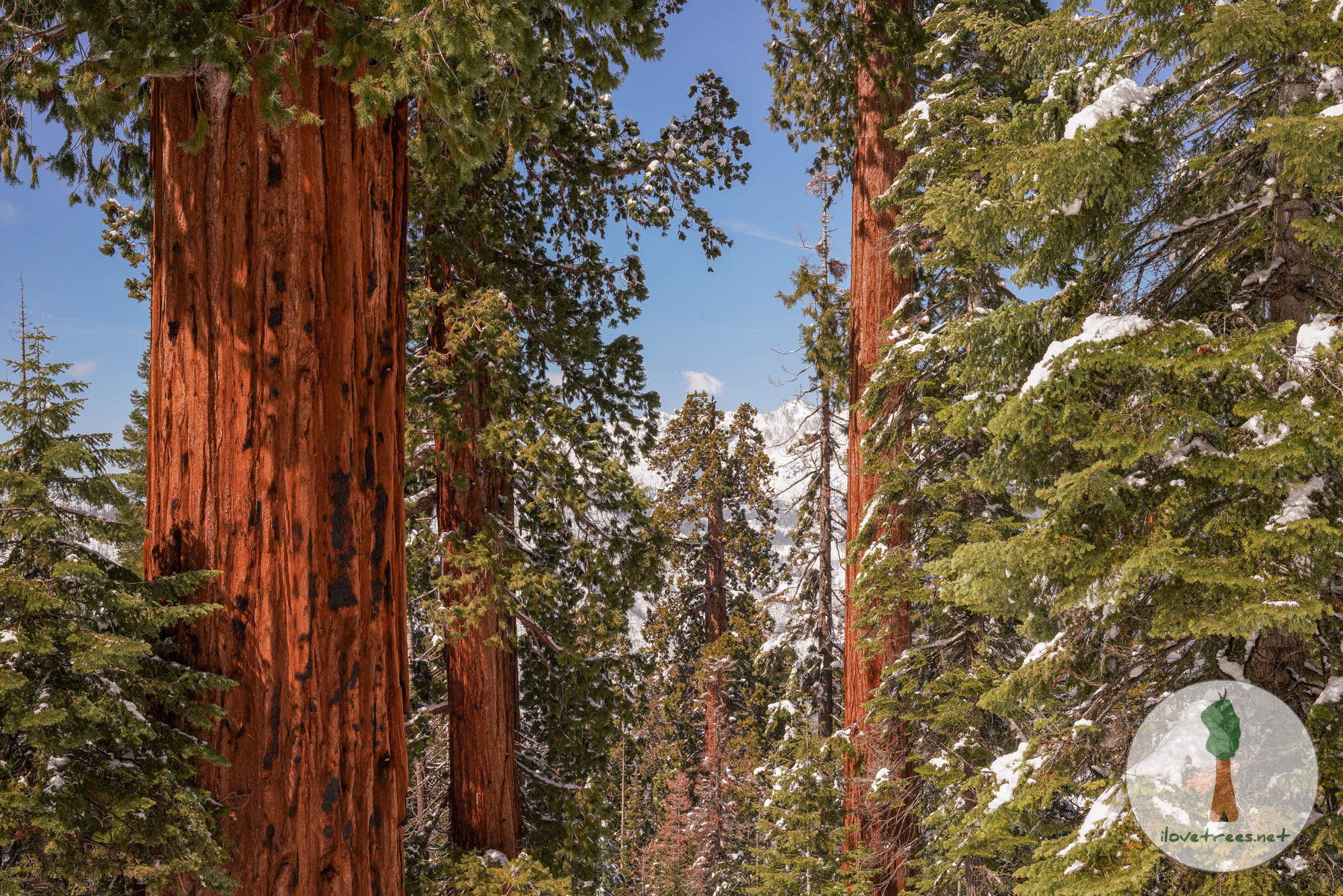 Sequoia Winter