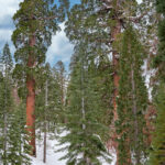 Sequoia Winter