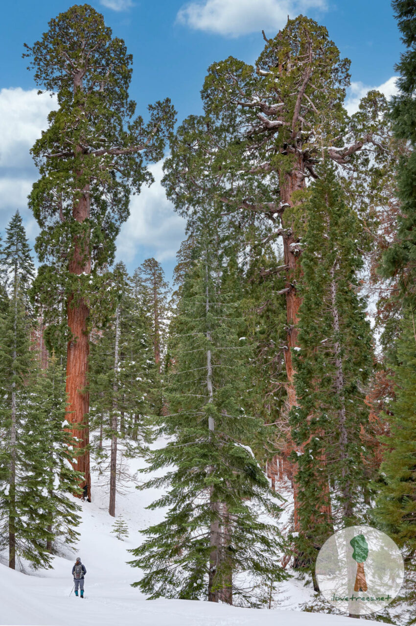 Sequoia Winter