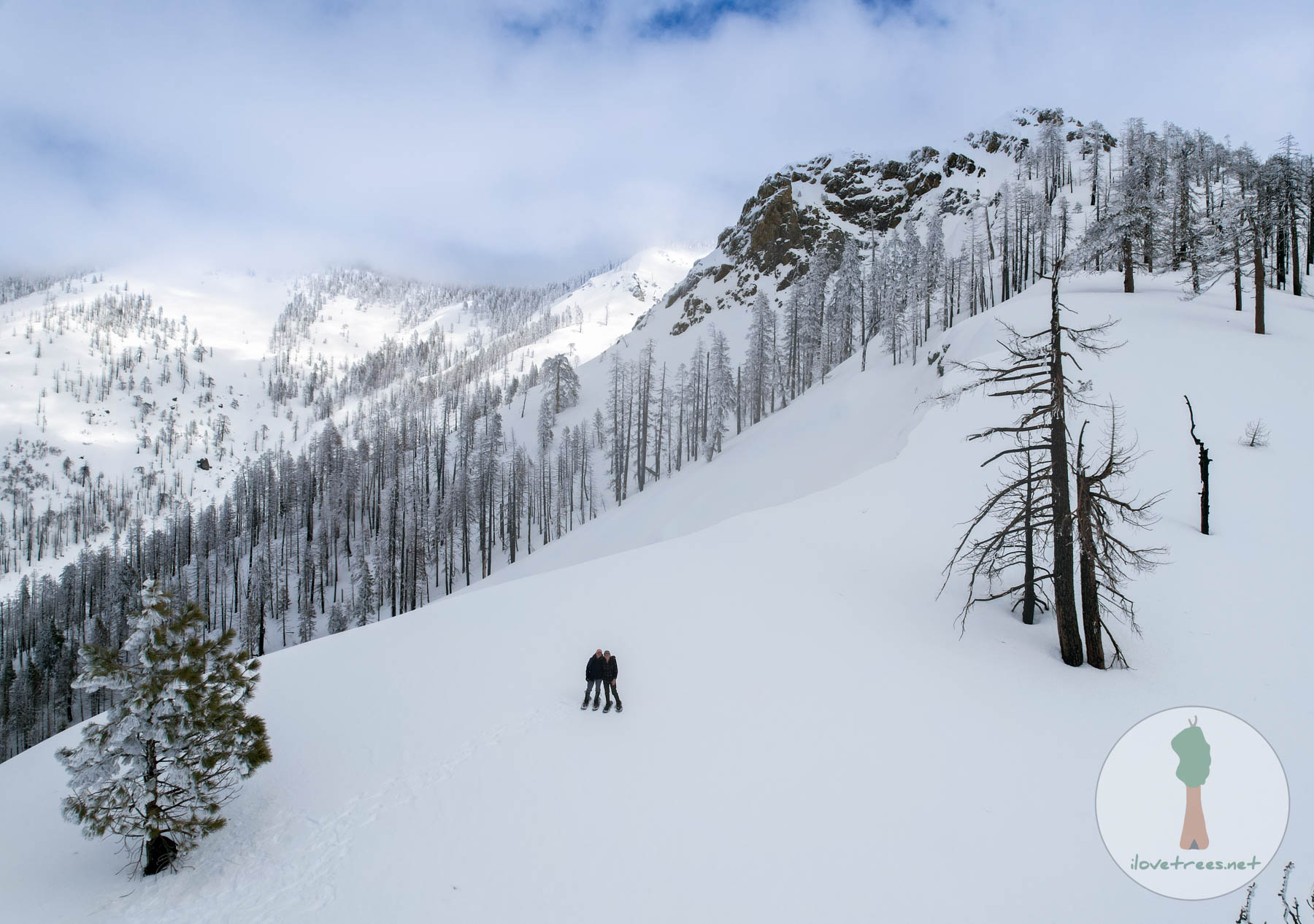 Sequoia Winter