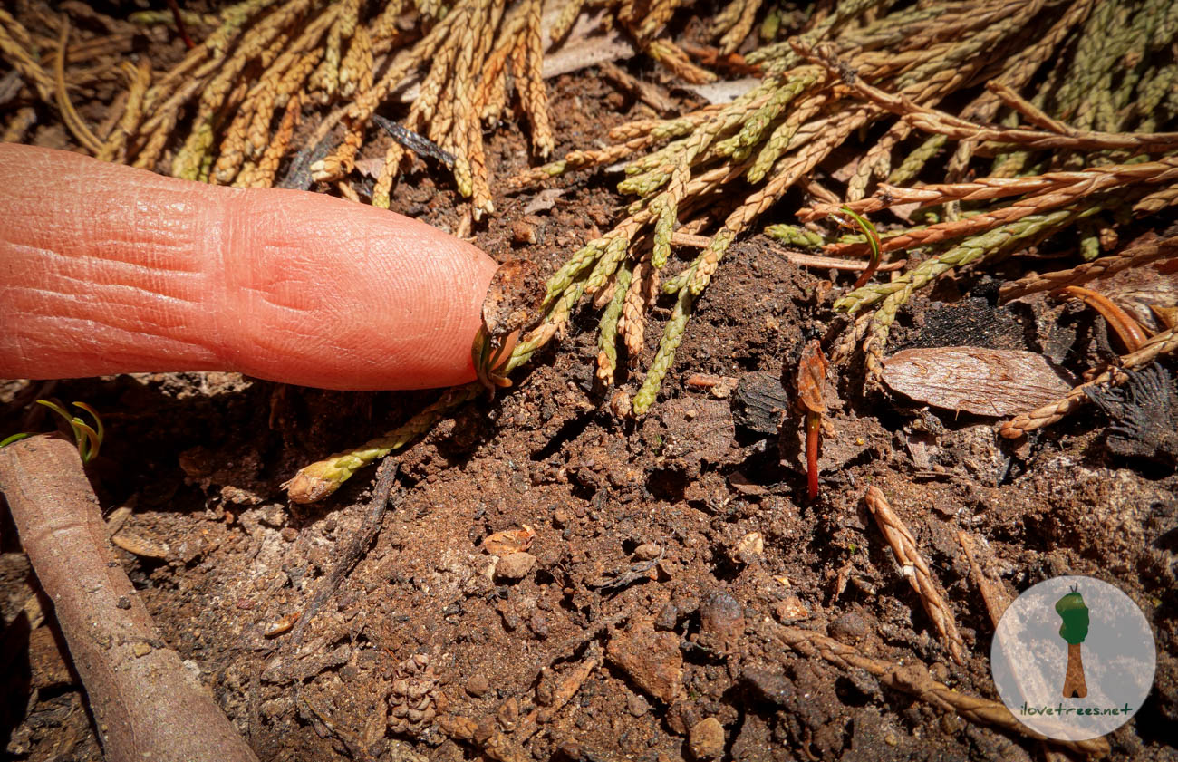 Giant sequoia birth