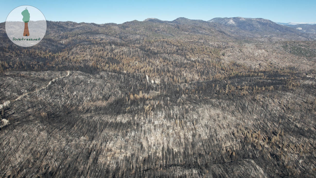 Logged Forest Burned Severely