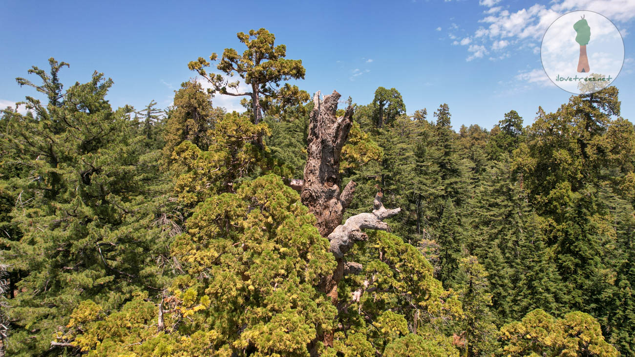 South Calaveras Grove before logginga