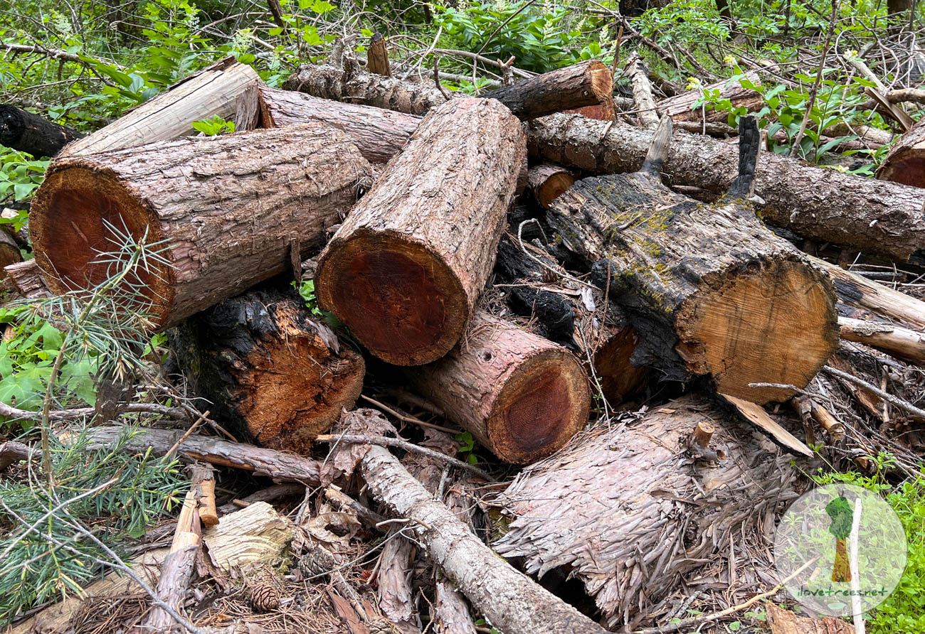 Wishon Grove Logging