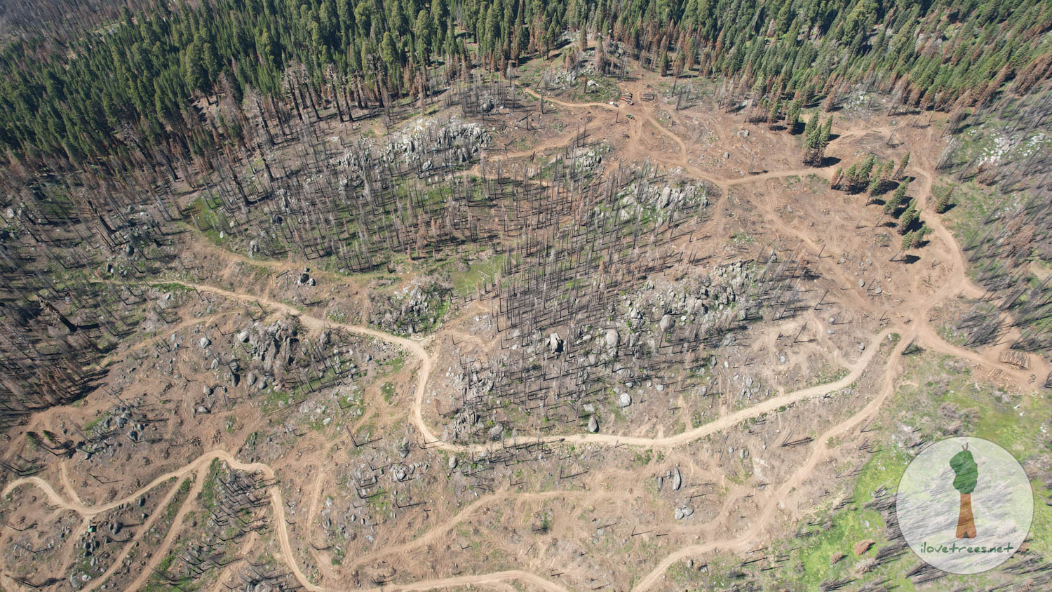 Alder Creek Logging by Save the Redwoods League