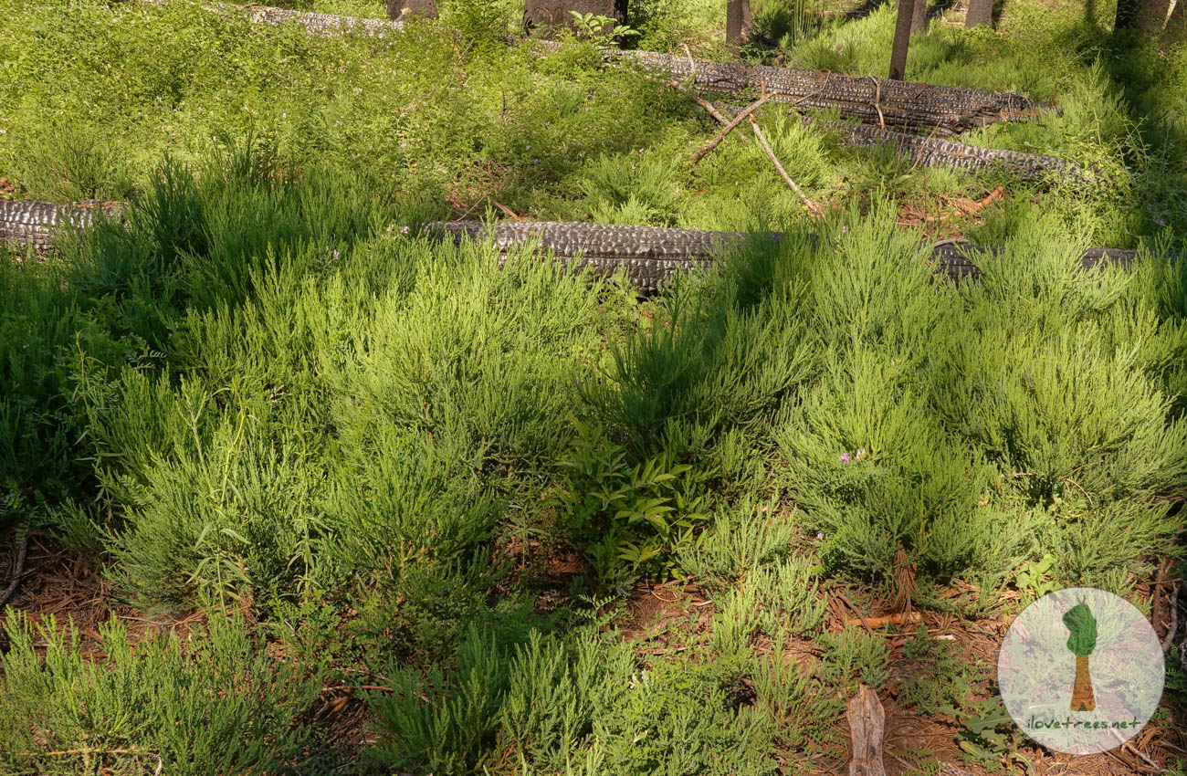 Alder Creek Sequoia Seedlings 2023