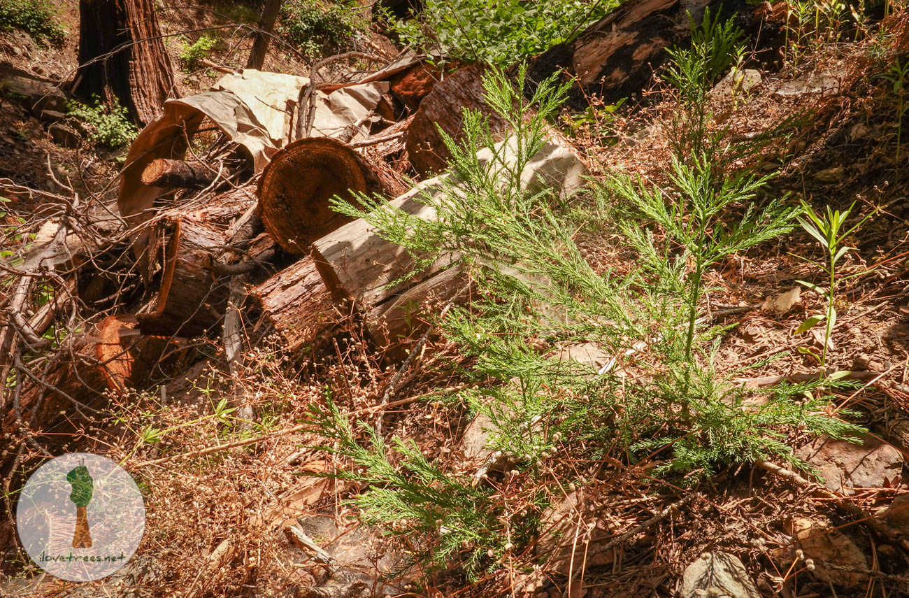 Carr Wilson Sequoia Seedlings 2023_2