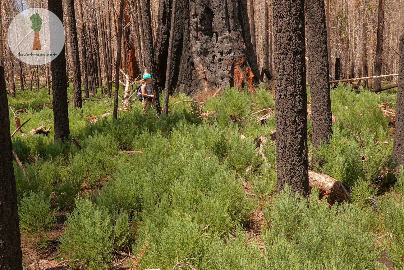 Freeman Creek Sequoia Seedlings 2023