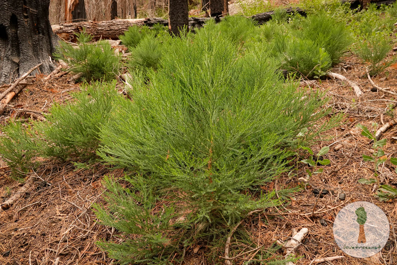 Homers Nose Sequoia Seedlings 2023