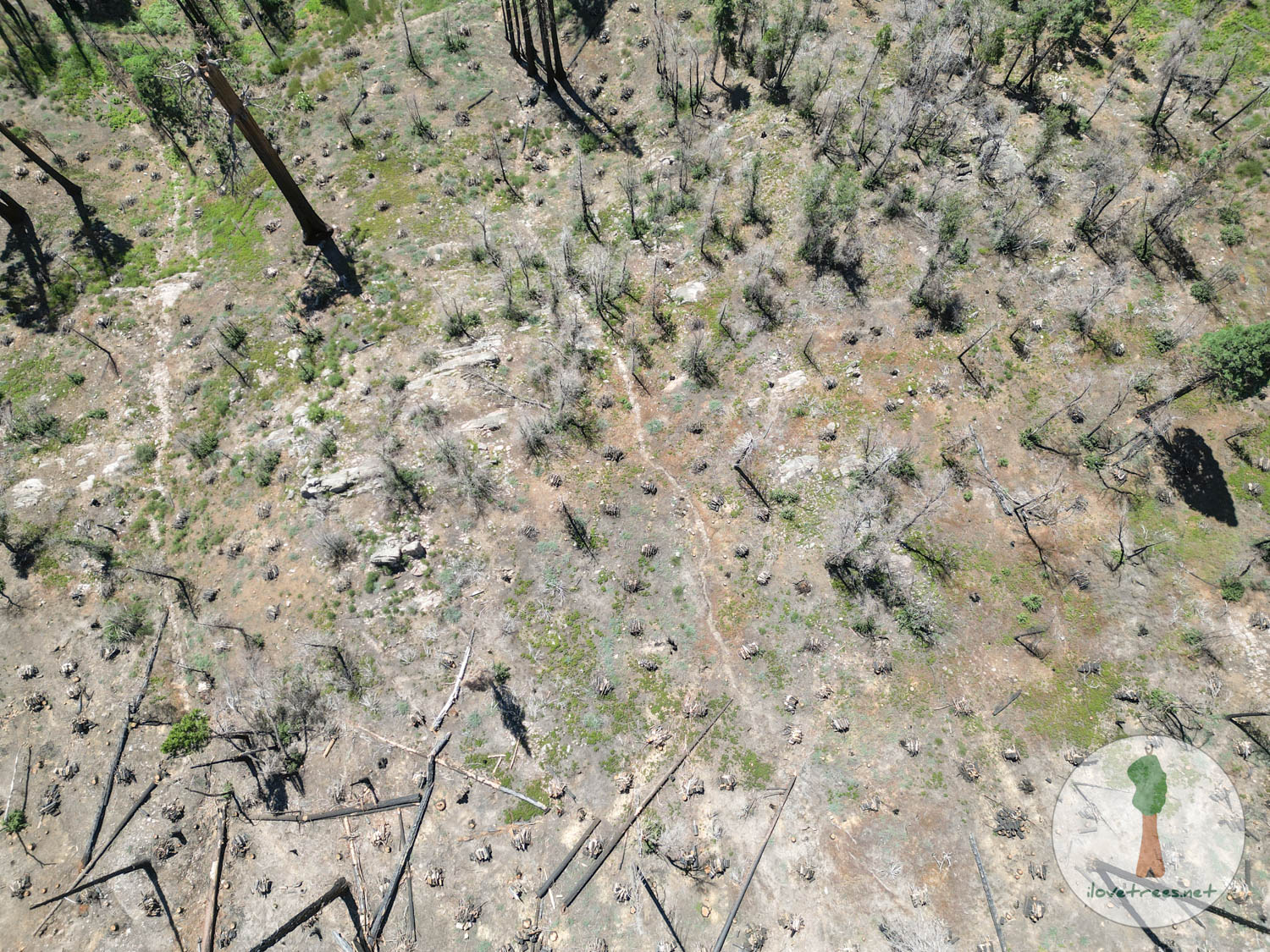 Long Meadow Grove Clearcut Logging