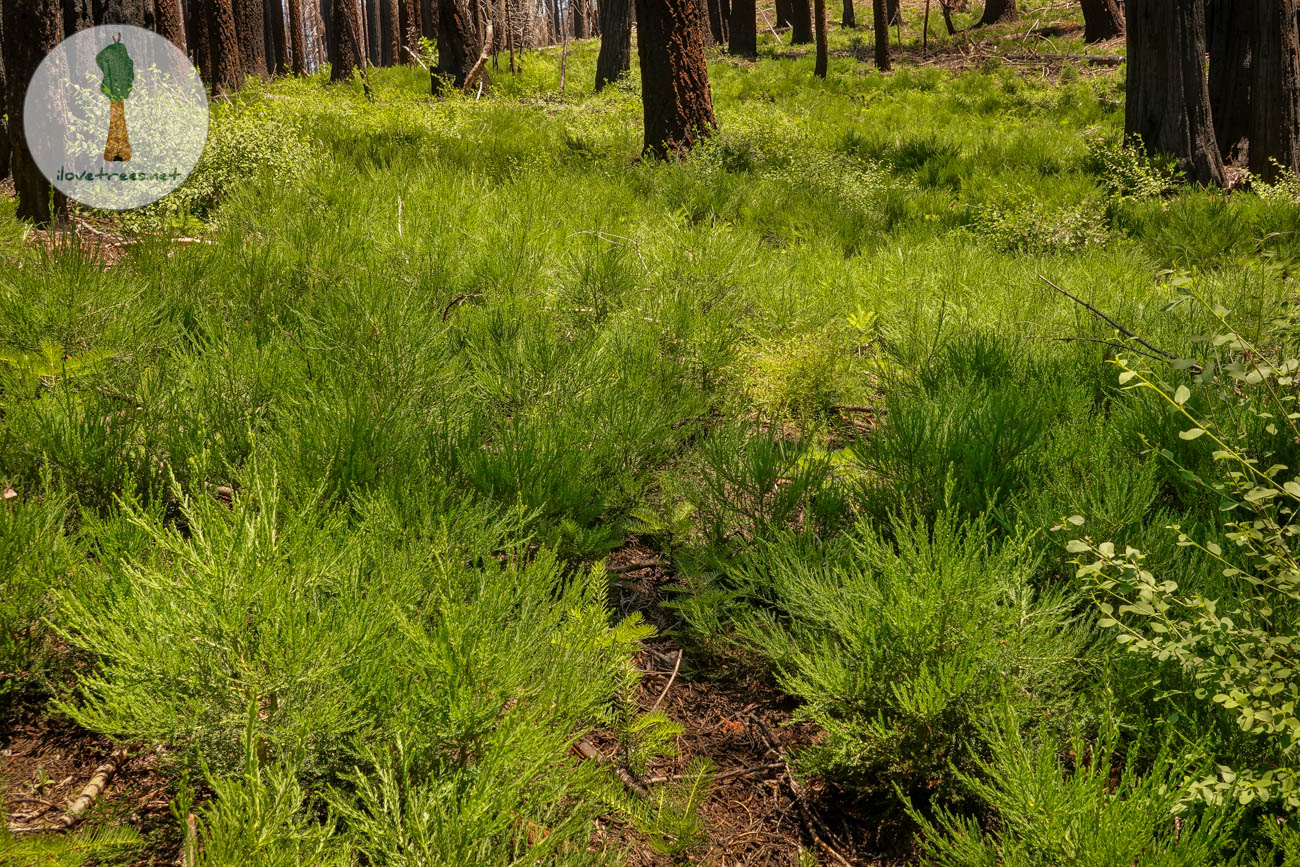 McIntyre Sequoia Seedlings 2023